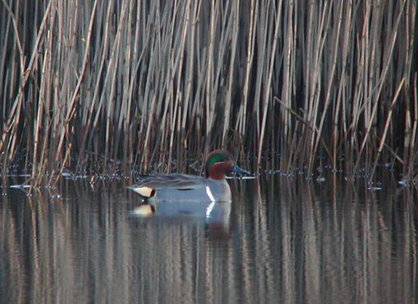 Green-winged Teal