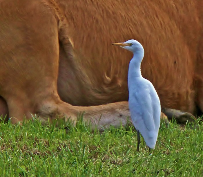Cattle Egret