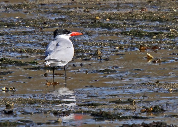 Caspian Tern