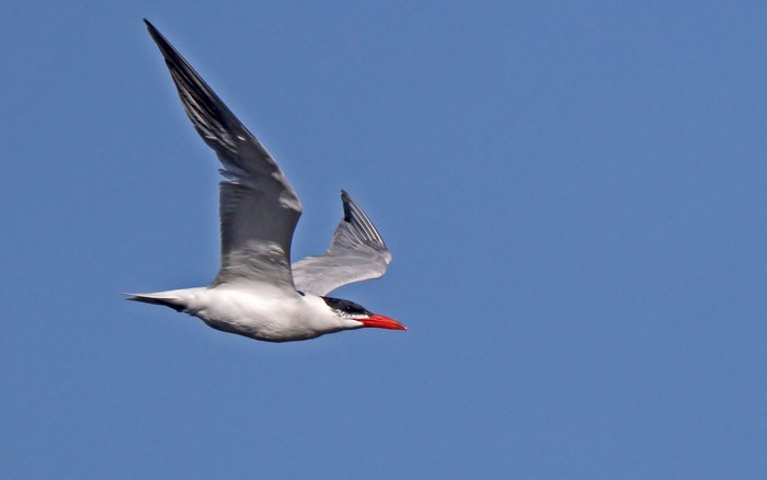 Caspian Tern
