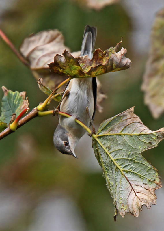 Subalpine Warbler