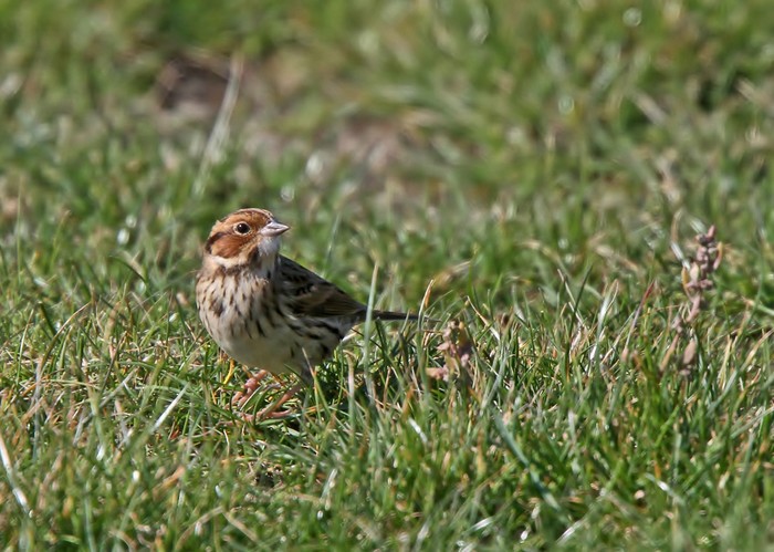 Little Bunting