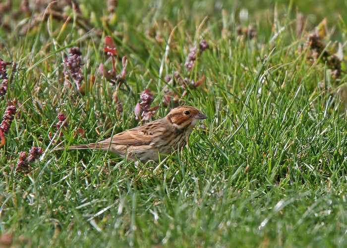 Little Bunting