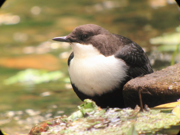 Black-bellied Dipper
