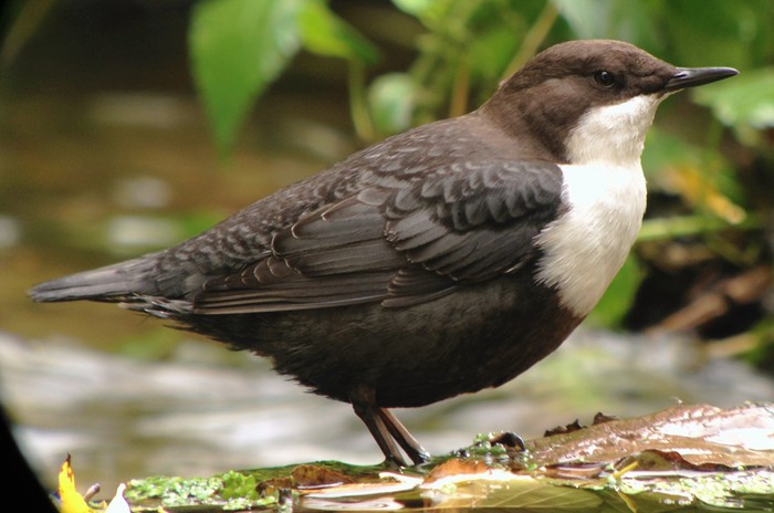 Black-bellied Dipper