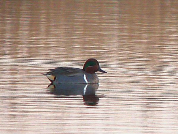 Green-winged Teal