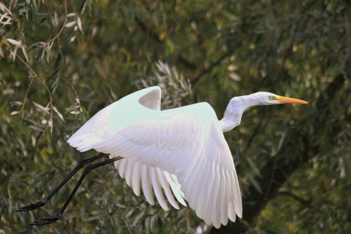 Great White Egret