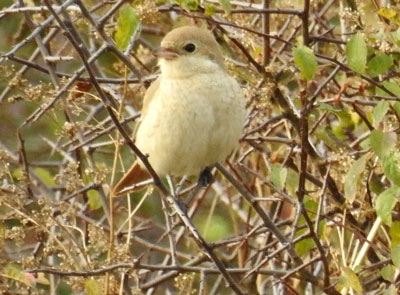 Isabelline Shrike