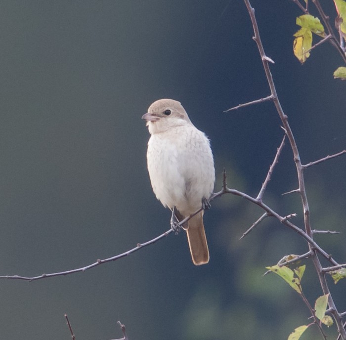 Isabelline Shrike