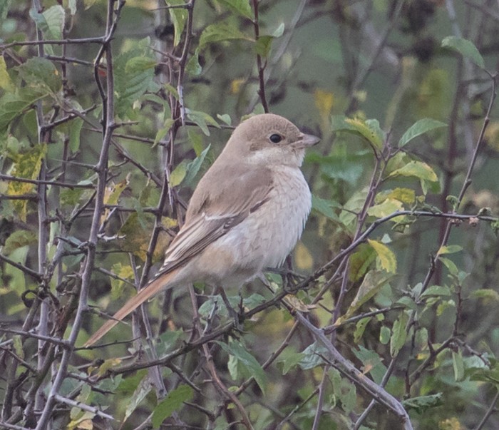 Isabelline Shrike