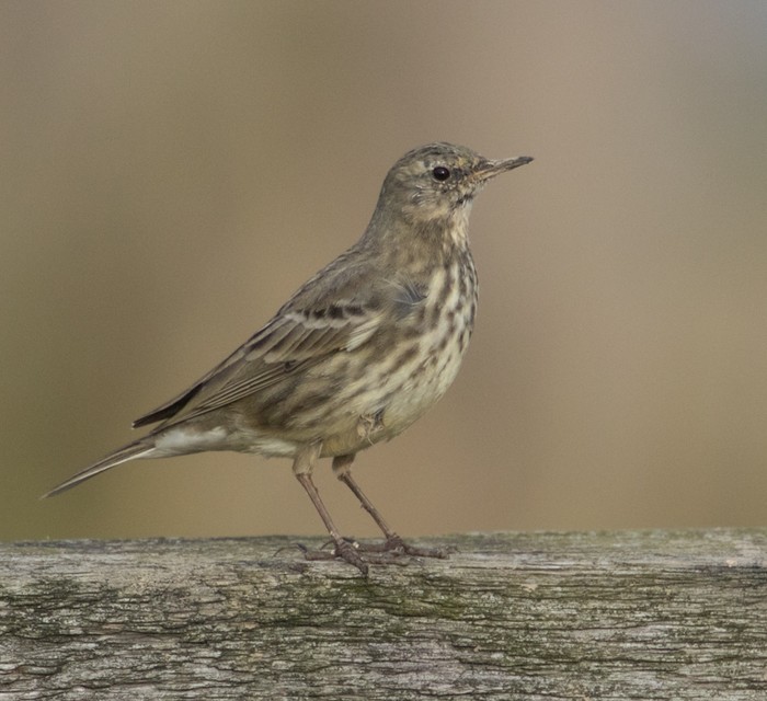 Rock Pipit