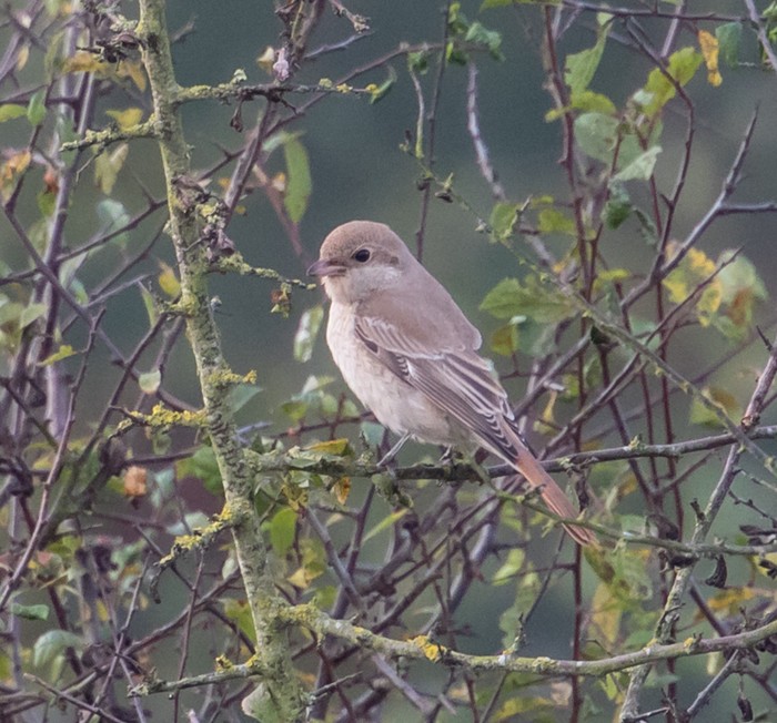 Isabelline Shrike
