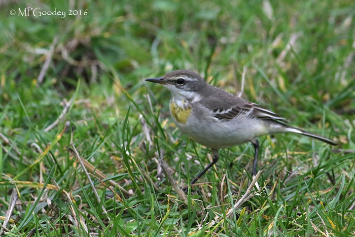 Yellow Wagtail