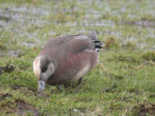 American Wigeon