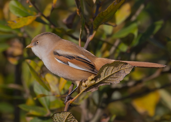 Bearded Tit