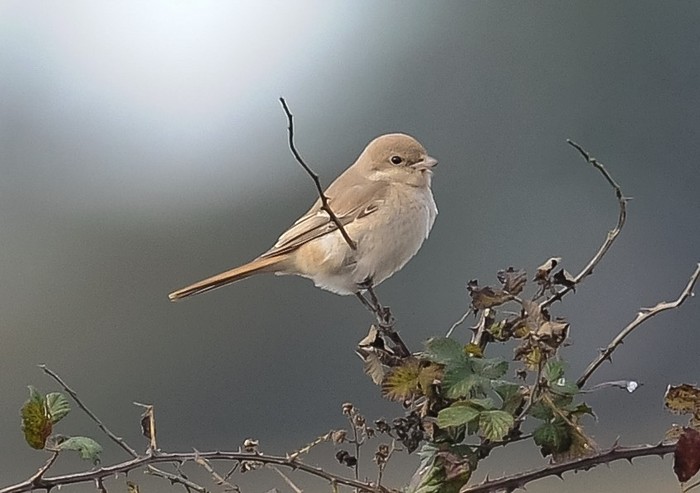 Isabelline Shrike