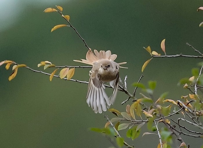 Isabelline Shrike