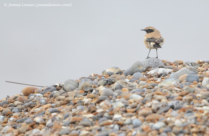 Desert Wheatear