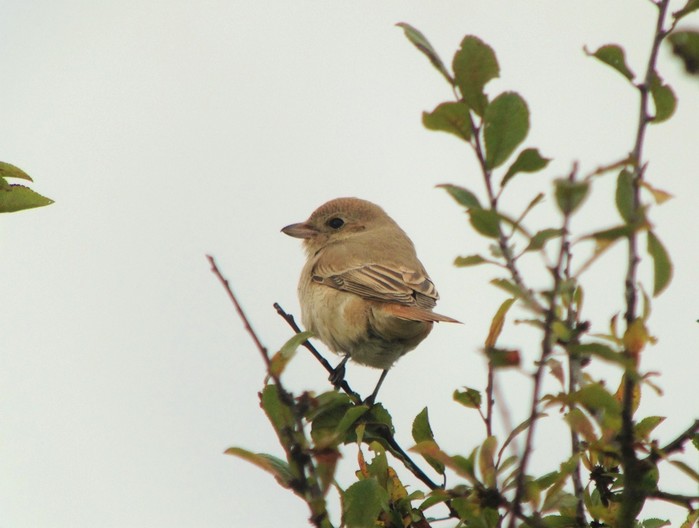 Isabelline Shrike