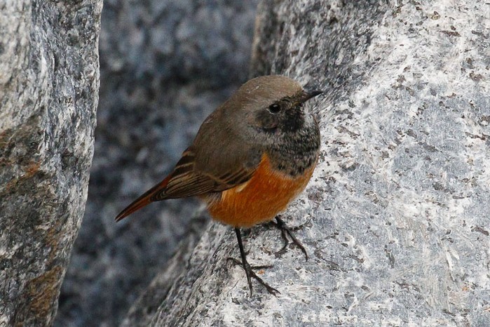 Eastern Black Redstart