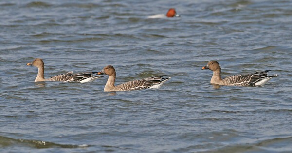 Tundra Bean Goose