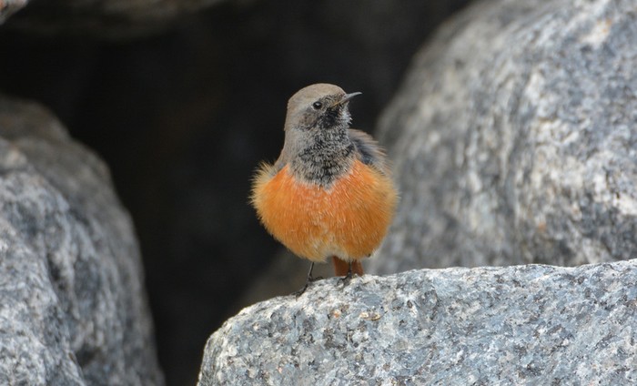 Eastern Black Redstart
