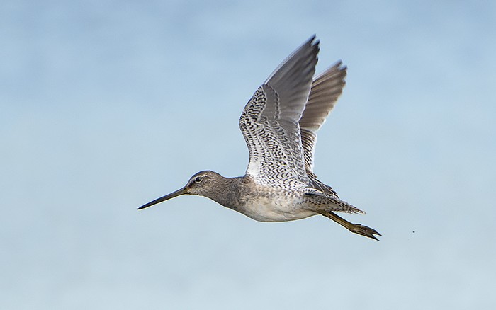Long-billed Dowitcher