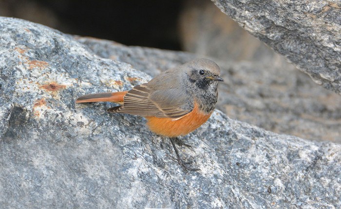 Eastern Black Redstart