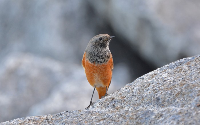 Eastern Black Redstart