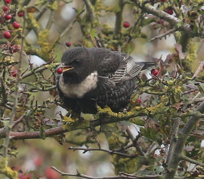 Ring Ouzel