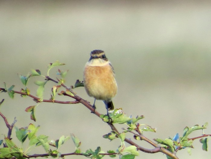 Stejneger's Stonechat