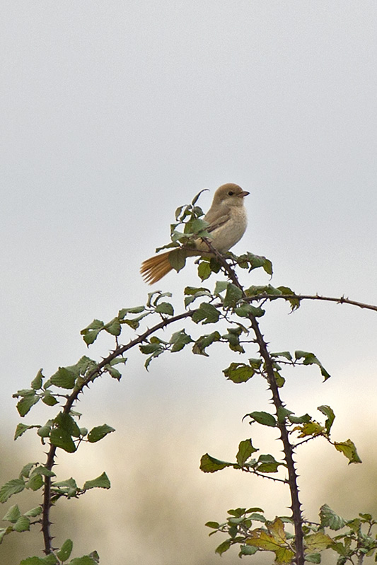 Isabelline Shrike