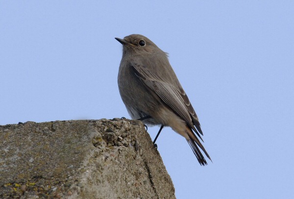 Black Redstart