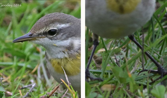 Yellow Wagtail