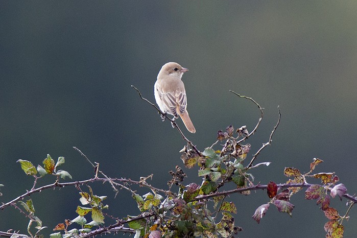 Isabelline Shrike