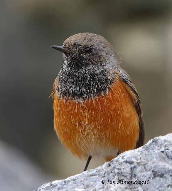 Eastern Black Redstart