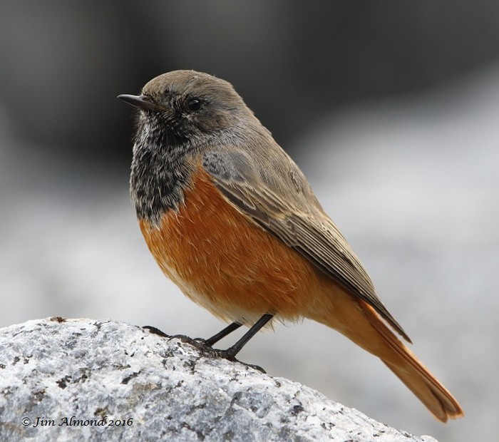 Eastern Black Redstart