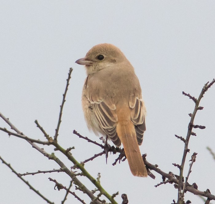 Isabelline Shrike