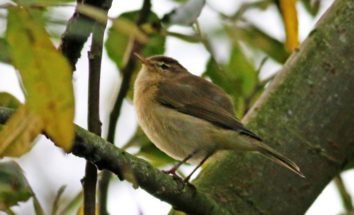 Chiffchaff