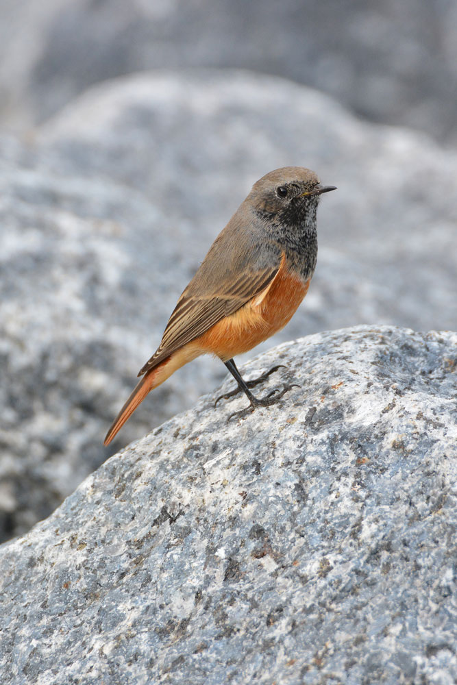 Eastern Black Redstart