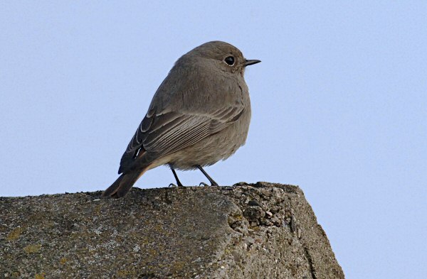 Black Redstart