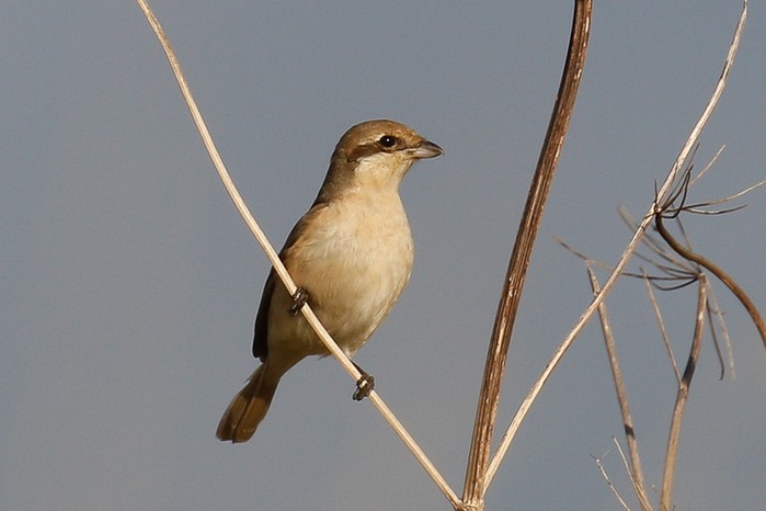 Daurian Shrike