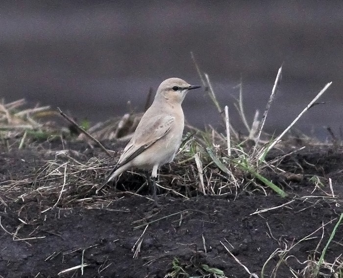 Isabelline Wheatear