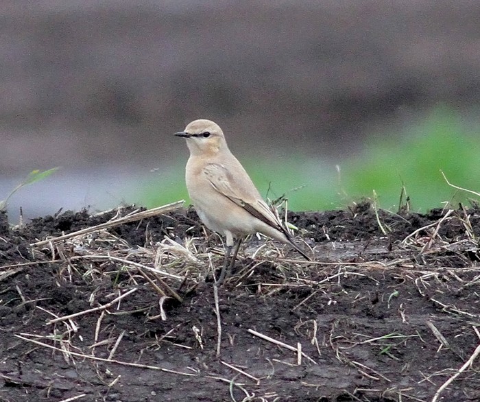Isabelline Wheatear