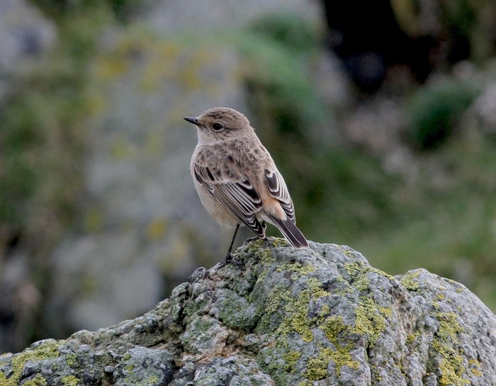 Siberian Stonechat