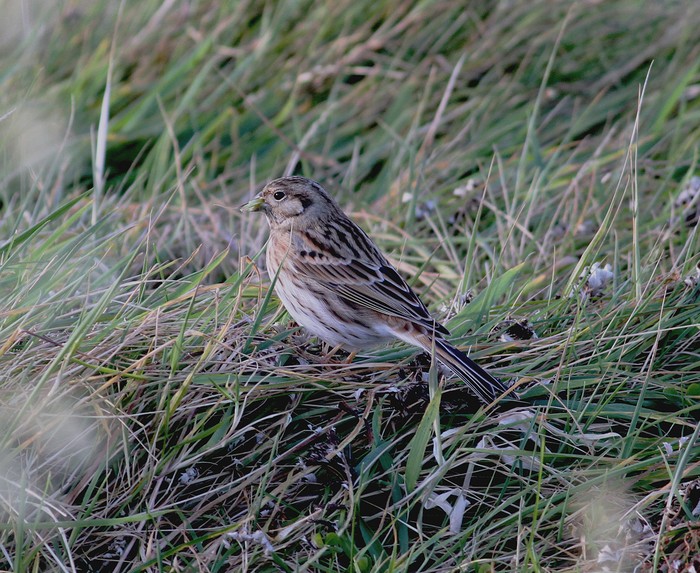 Pine Bunting