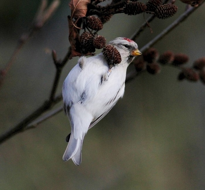 Coues's Arctic Redpoll