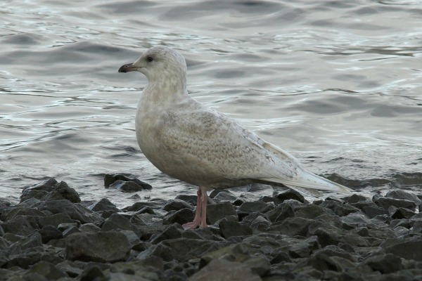 Iceland Gull