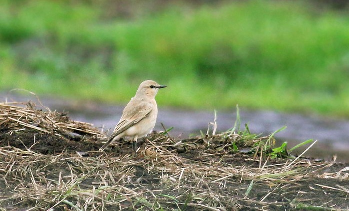 Isabelline Wheatear
