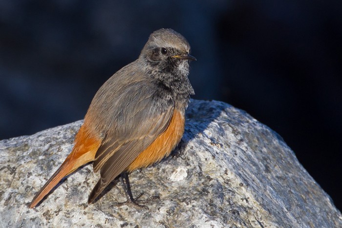 Eastern Black Redstart